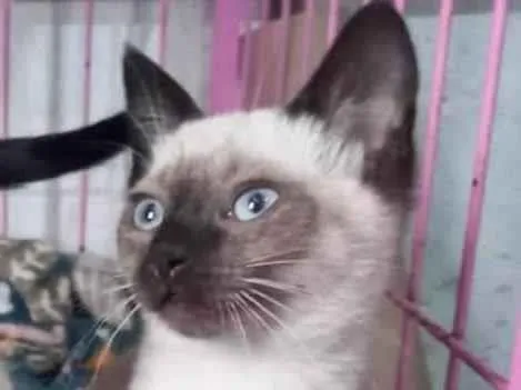 Gato raça SRD idade Abaixo de 2 meses nome JACK