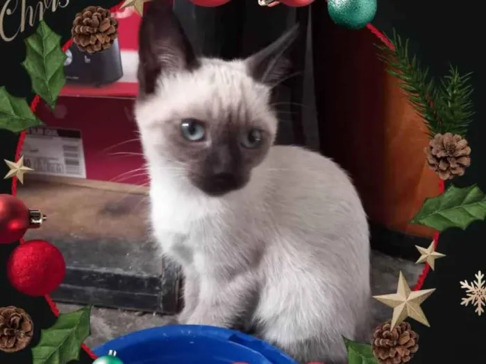 Gato raça SRD idade Abaixo de 2 meses nome JACK