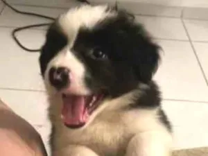 Cachorro raça Border Collie idade Abaixo de 2 meses nome Mel, Tor