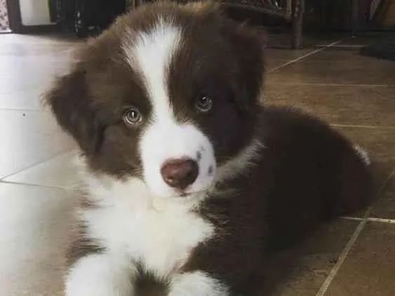 Cachorro ra a Border Collie idade Abaixo de 2 meses nome Mel, Tor