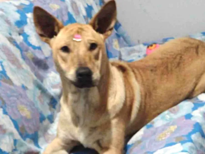 Cachorro ra a SRD idade 1 ano nome Melzinha 