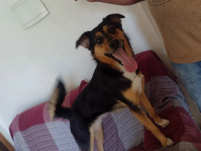 Cachorro ra a SRD idade 1 ano nome Duda