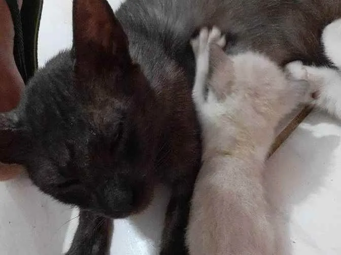 Gato ra a Não informado  idade 7 a 11 meses nome Flor