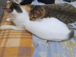 Gato raça  idade 7 a 11 meses nome Lilo.Perla.Martina