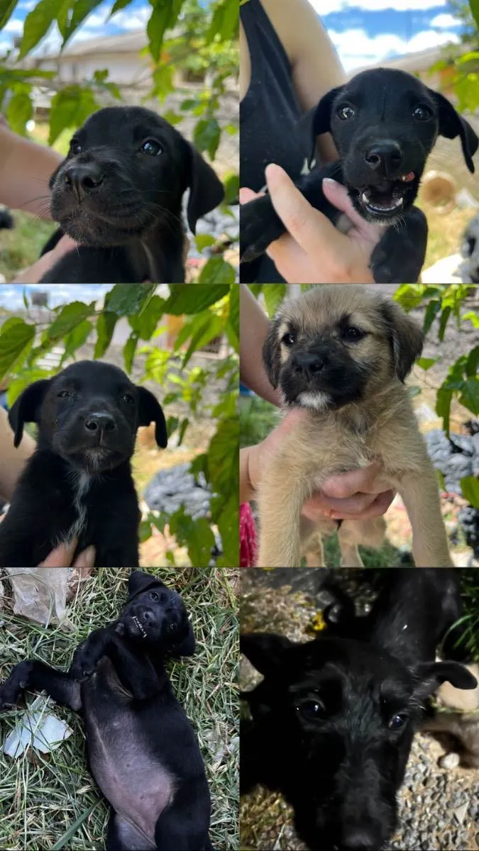 Cachorro raça Vira Lata idade Abaixo de 2 meses nome Filhote