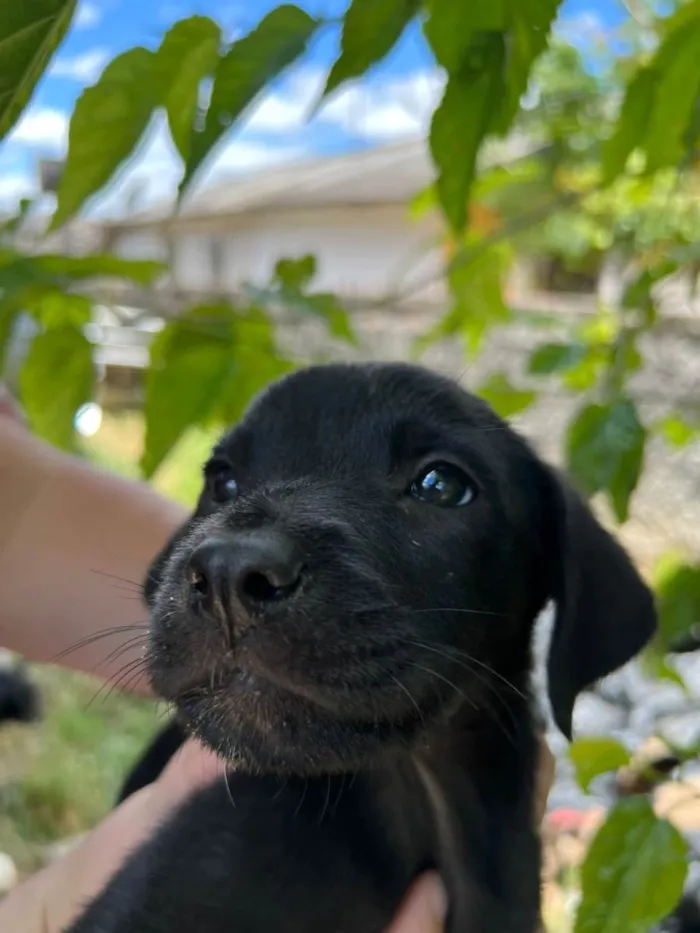 Cachorro raça Vira Lata idade Abaixo de 2 meses nome Filhote