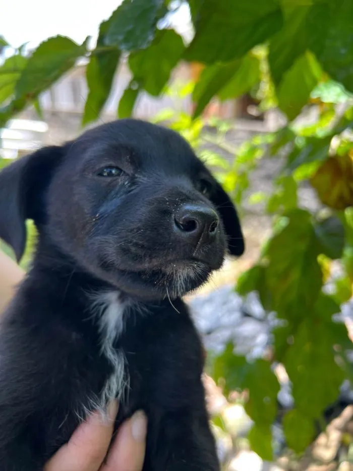 Cachorro raça Vira Lata idade Abaixo de 2 meses nome Filhote