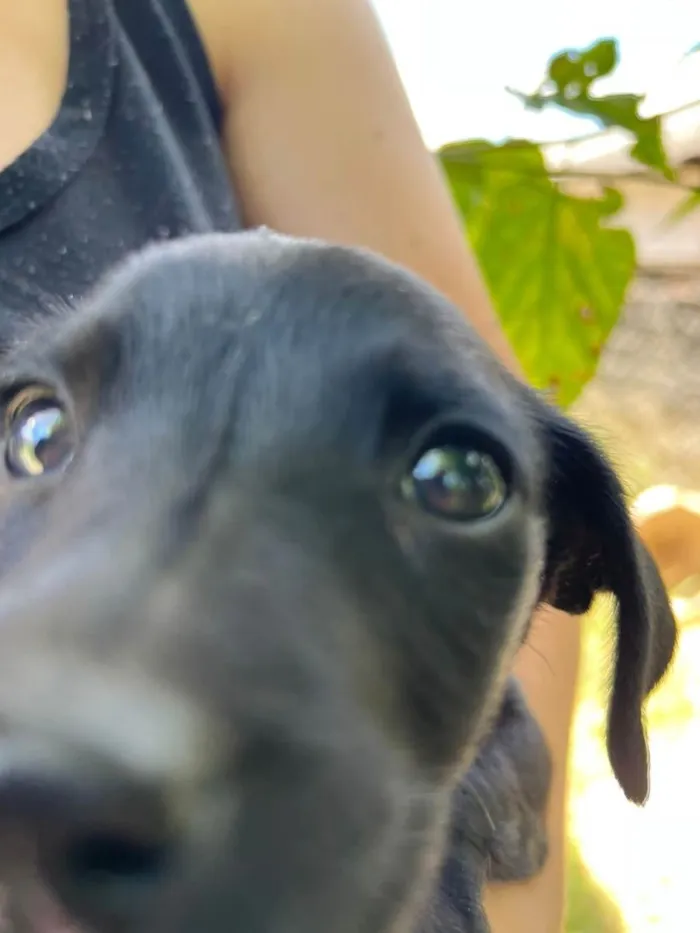 Cachorro raça Vira Lata idade Abaixo de 2 meses nome Filhote