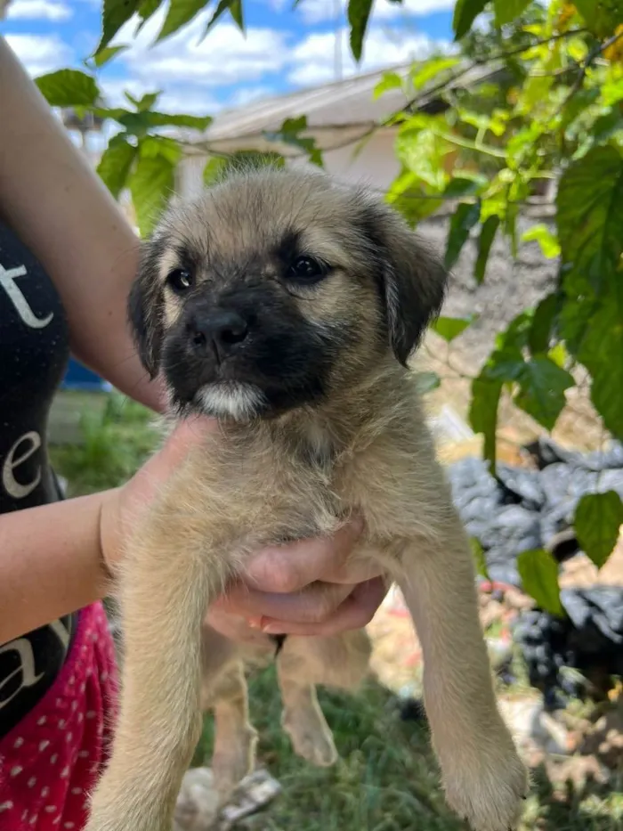 Cachorro raça Vira Lata idade Abaixo de 2 meses nome Filhote