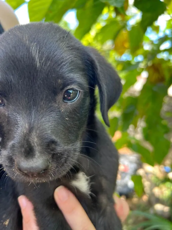Cachorro raça Vira Lata idade Abaixo de 2 meses nome Filhote