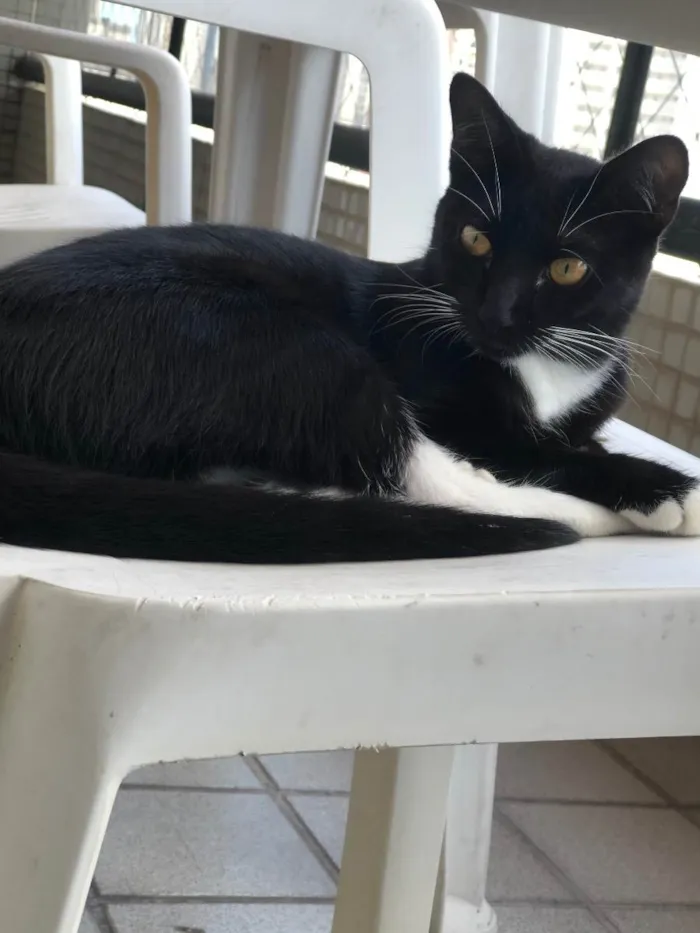 Gato raça Gato  idade 7 a 11 meses nome Hagnar