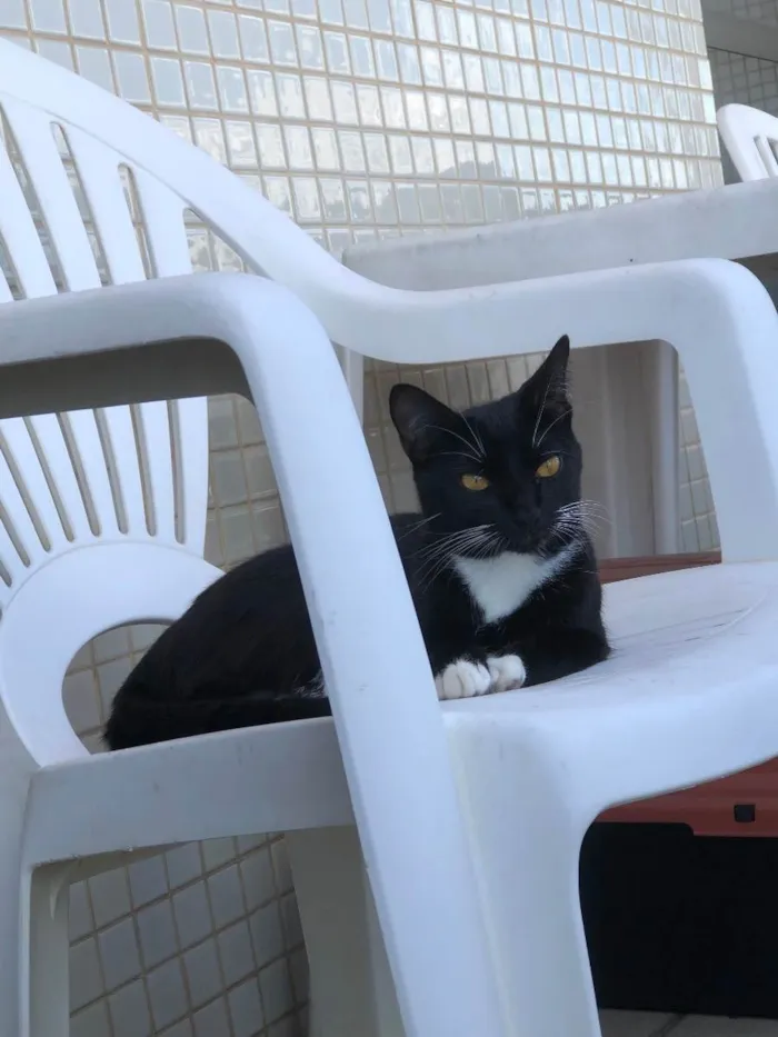 Gato raça Gato  idade 7 a 11 meses nome Hagnar
