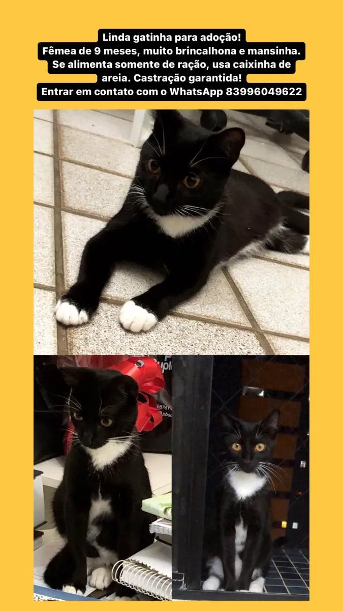 Gato raça Gato  idade 7 a 11 meses nome Hagnar
