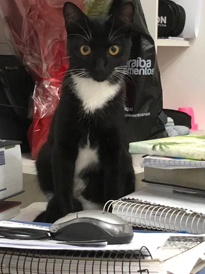 Gato raça Gato  idade 7 a 11 meses nome Hagnar