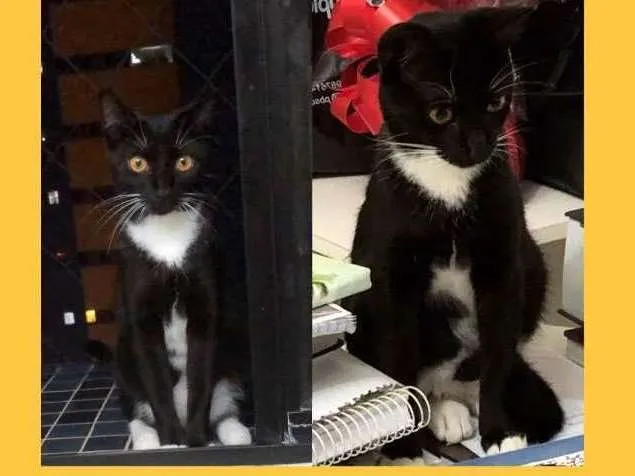 Gato raça Gato  idade 7 a 11 meses nome Hagnar