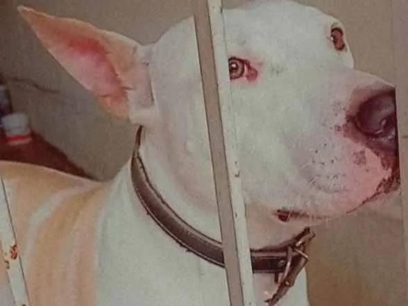 Cachorro ra a Pitbull idade 2 anos nome Apolo 