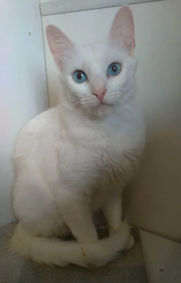 Gato ra a Srd idade  nome Maite