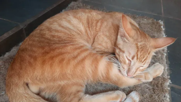 Gato raça  idade 7 a 11 meses nome Max
