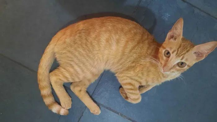 Gato raça  idade 7 a 11 meses nome Max