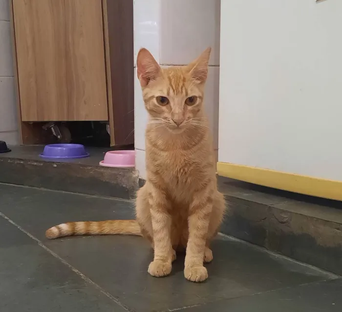 Gato raça  idade 7 a 11 meses nome Max