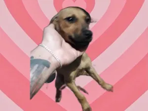 Cachorro raça Srd idade 2 a 6 meses nome Poppy bb3meses Linda