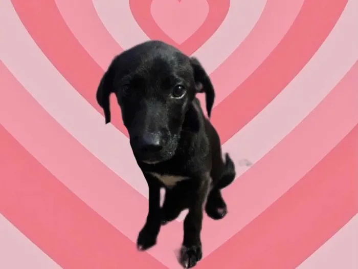 Cachorro raça Srd idade 2 a 6 meses nome Indy bb3meses Lindo 