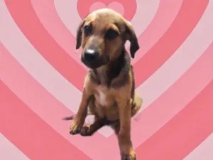 Cachorro raça Srd idade 2 a 6 meses nome Oliver bb3meses 