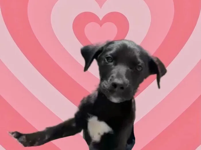 Cachorro raça Srd idade 2 a 6 meses nome Annie bb3meses Linda