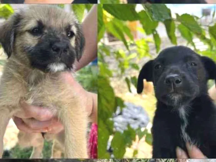 Cachorro raça Vira Lata idade Abaixo de 2 meses nome Filhote
