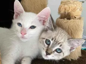 Gato raça Srd idade 2 a 6 meses nome Blue e Batavo