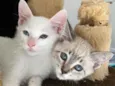 Gato raça Srd idade 2 a 6 meses nome Blue e Batavo
