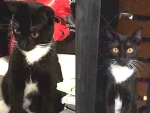 Gato raça Gato  idade 7 a 11 meses nome Hagnar