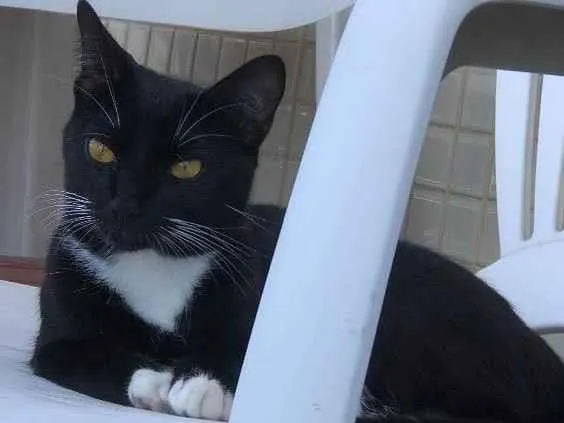 Gato raça Gato  idade 7 a 11 meses nome Hagnar