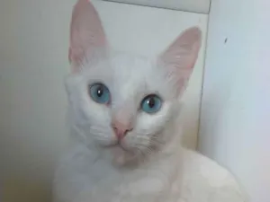 Gato raça Srd idade  nome Maite