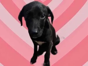 Cachorro raça Srd idade 2 a 6 meses nome Indy bb3meses Lindo 
