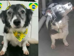 Cachorro raça SRD idade 6 ou mais anos nome Mel