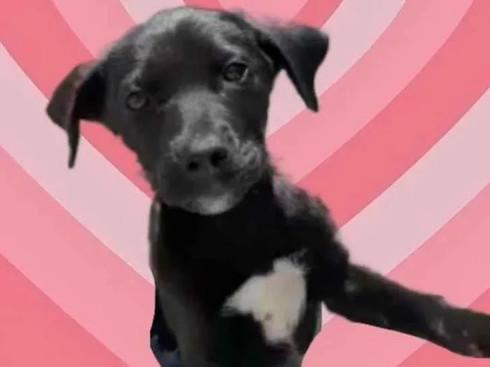 Cachorro raça Srd idade 2 a 6 meses nome Annie bb3meses Linda