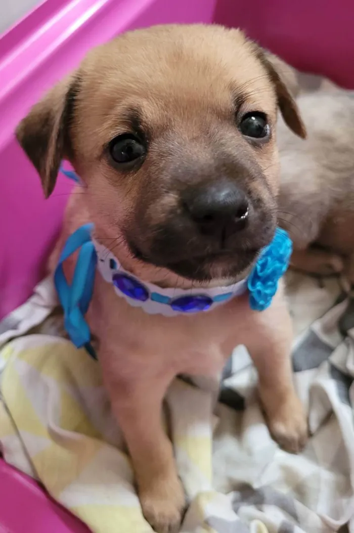 Cachorro ra a SRD idade Abaixo de 2 meses nome Aurora 
