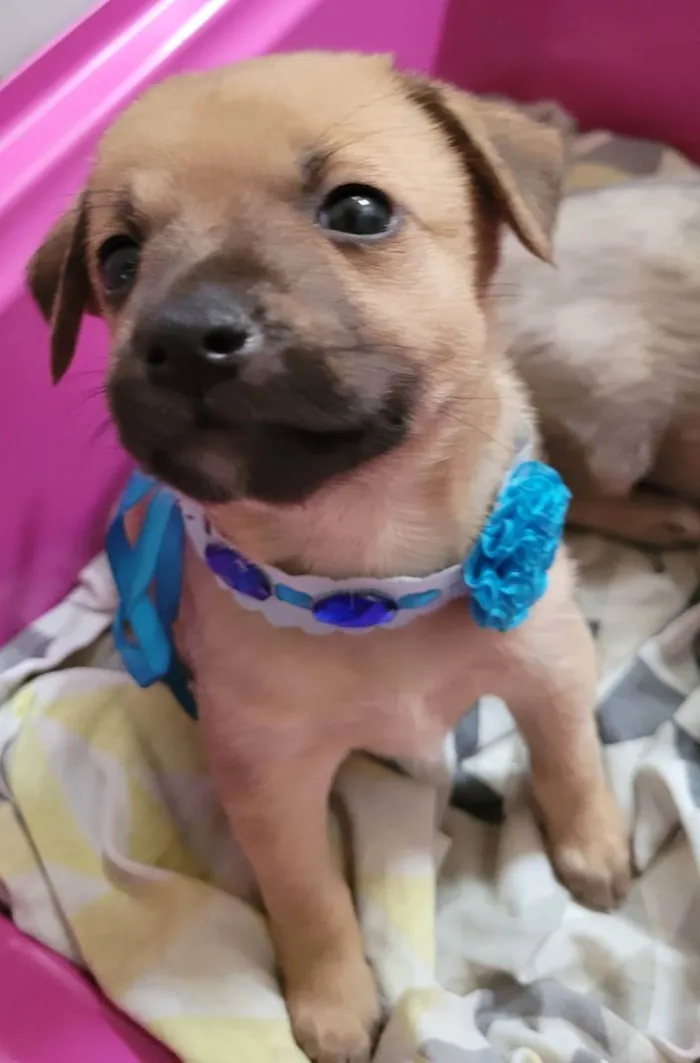 Cachorro ra a SRD idade Abaixo de 2 meses nome Aurora 