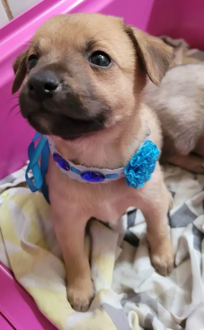 Cachorro ra a SRD idade Abaixo de 2 meses nome Aurora 