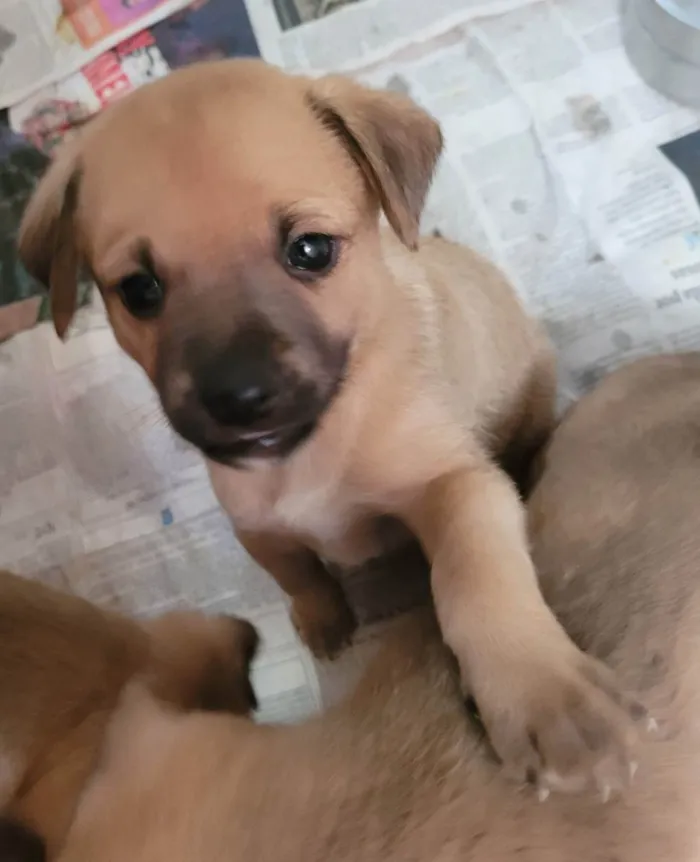 Cachorro ra a SRD idade Abaixo de 2 meses nome Aurora 