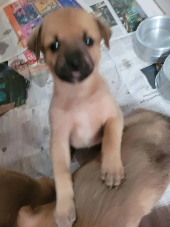 Cachorro ra a SRD idade Abaixo de 2 meses nome Aurora 