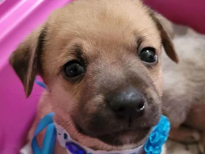Cachorro ra a SRD idade Abaixo de 2 meses nome Aurora 