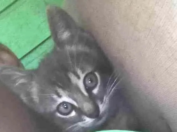 Gato ra a Felino idade Abaixo de 2 meses nome Tigrado 