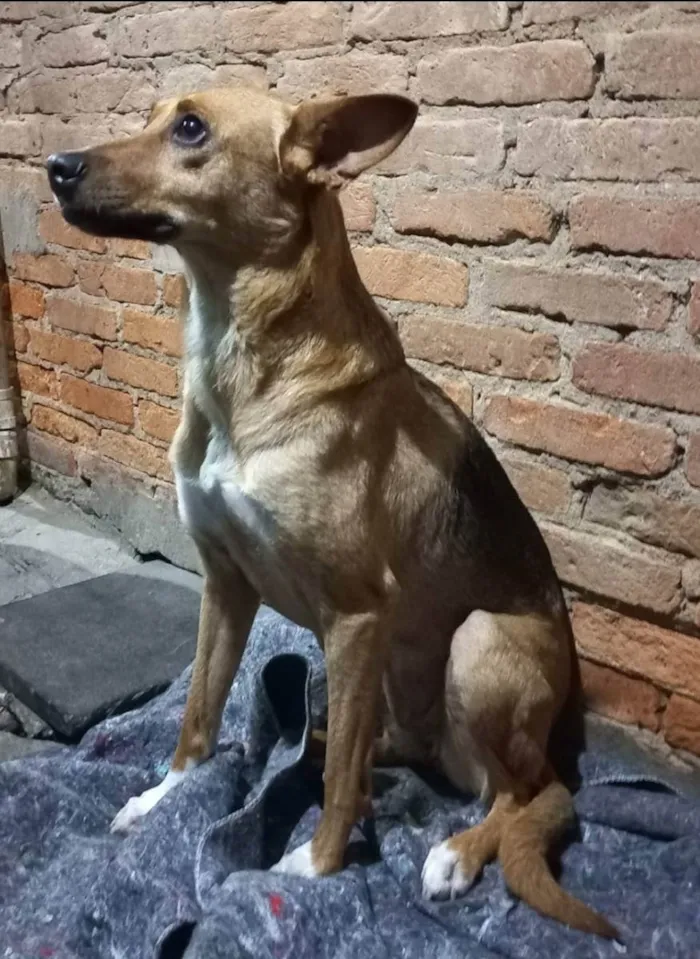 Cachorro ra a SRD idade 2 anos nome Lupita 