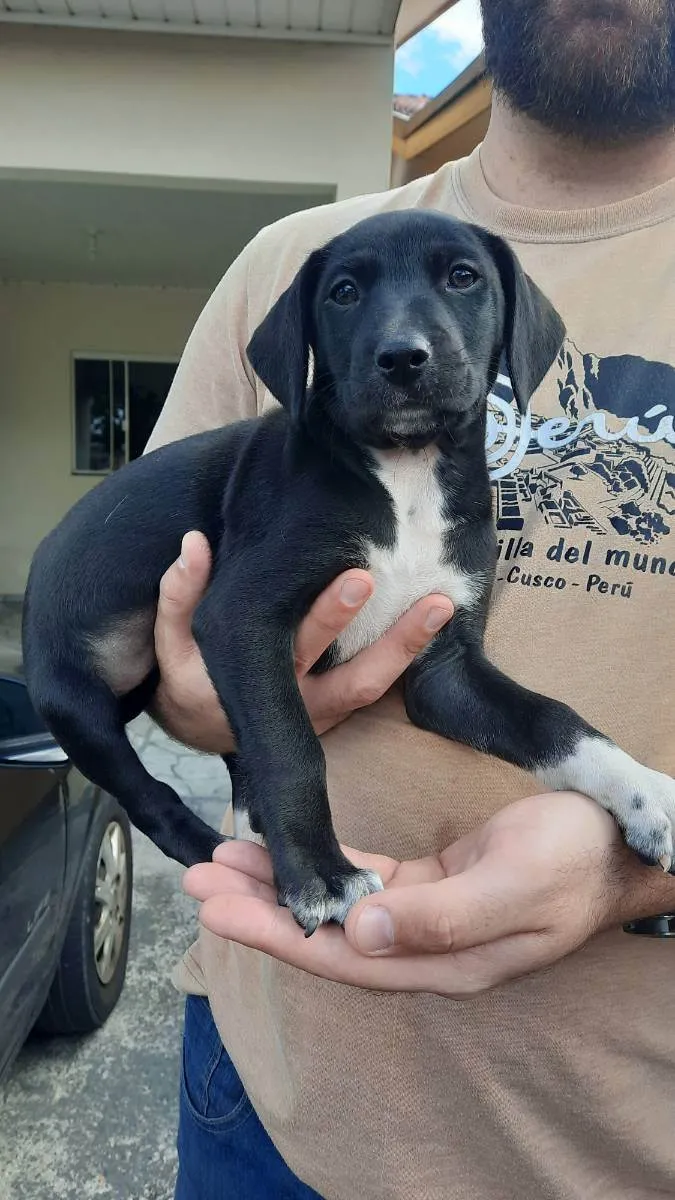 Cachorro ra a Não definida idade Abaixo de 2 meses nome Sem nome