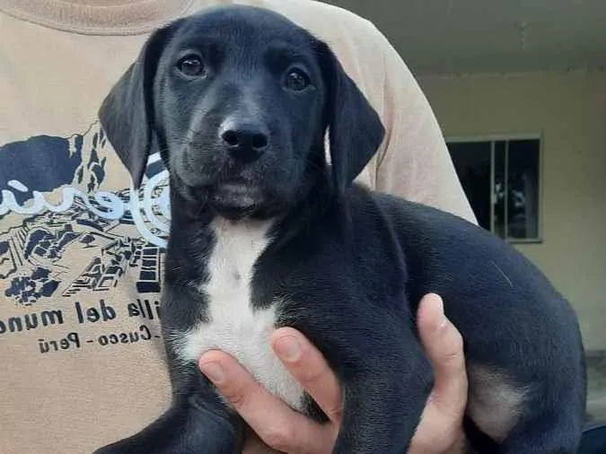 Cachorro ra a Não definida idade Abaixo de 2 meses nome Sem nome