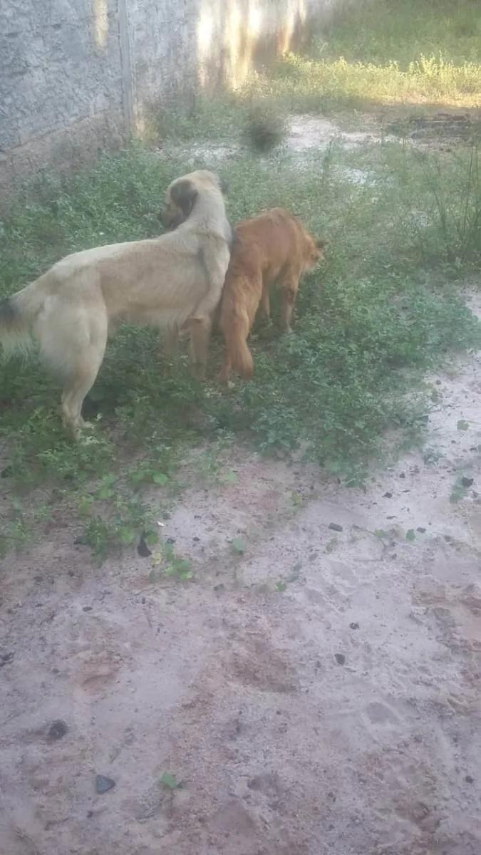 Cachorro ra a Eu não sei  idade 1 ano nome Meg e escoty