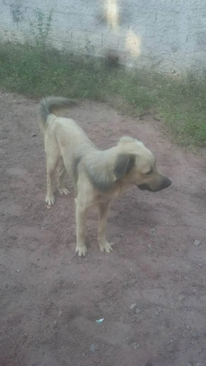 Cachorro ra a Eu não sei  idade 1 ano nome Meg e escoty