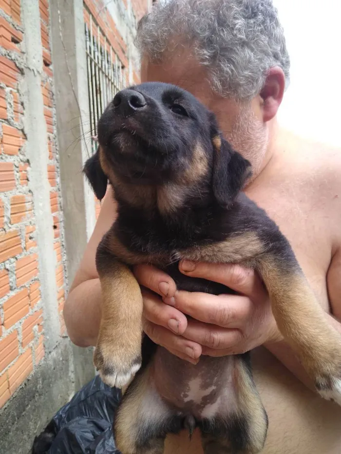 Cachorro ra a SRD  idade 2 a 6 meses nome Vários 